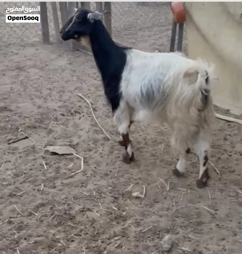 عنز سمينه ما شاء الله مطلوب 80