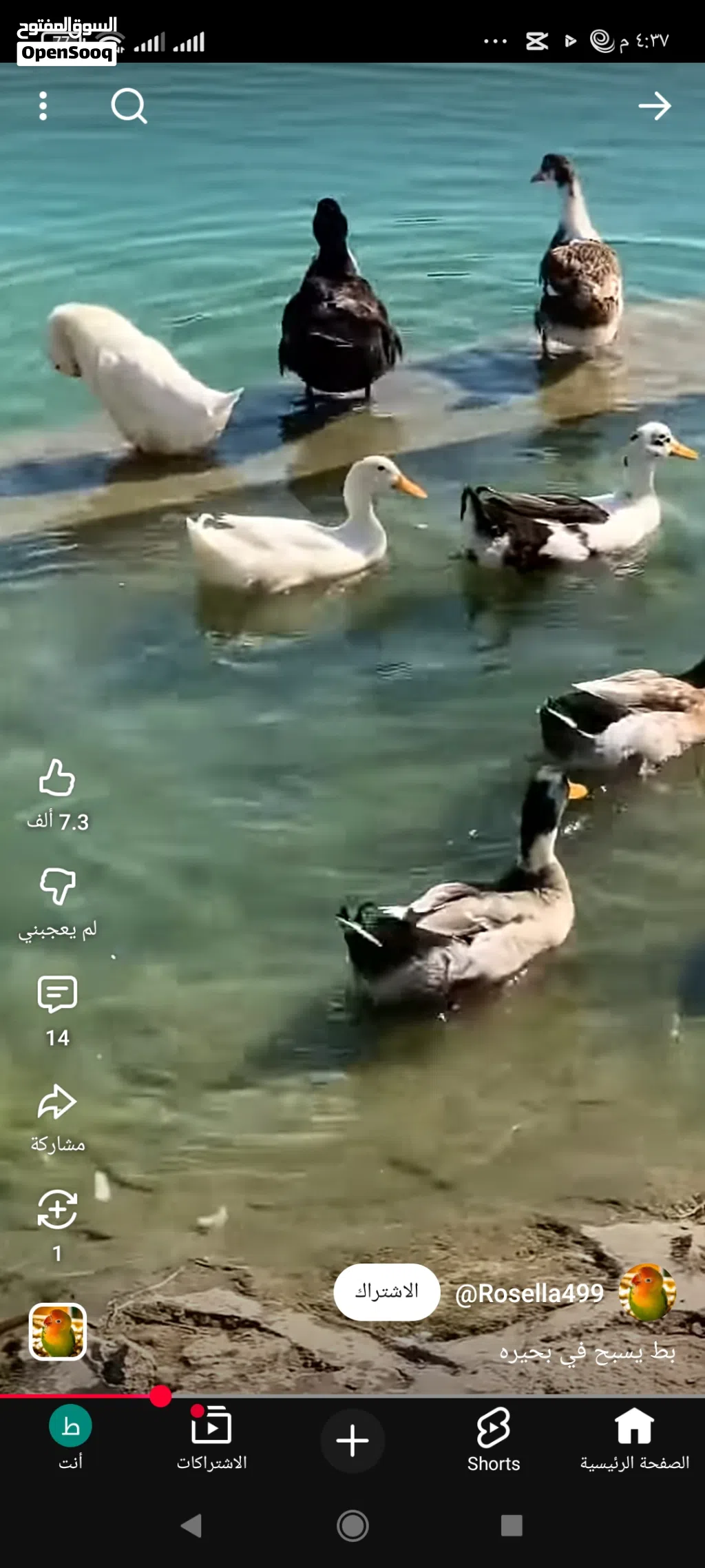 زوجين بس عربي