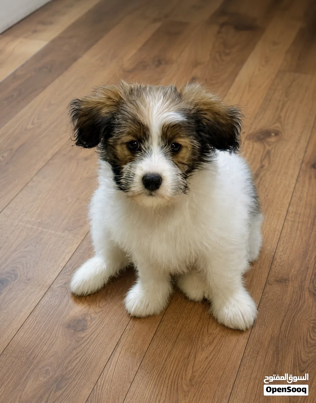 German Maltese