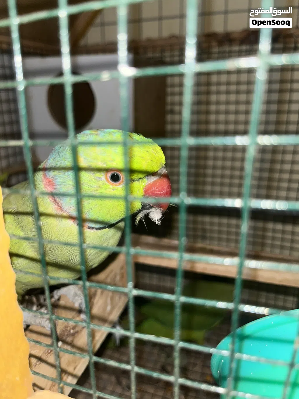 منوه للبيع ذكر اليف مع أنثى غير أليفه