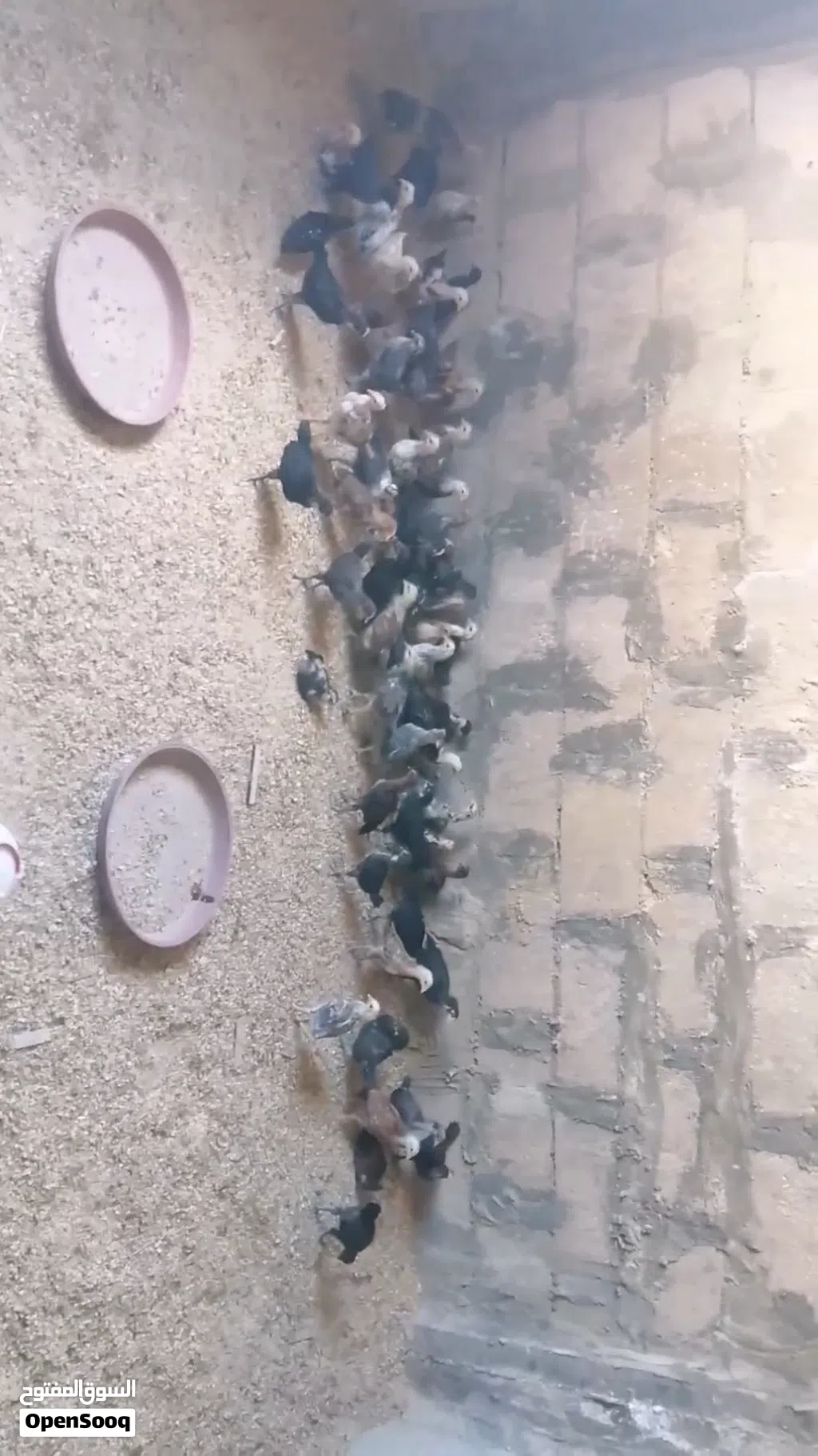 صيصان للبع