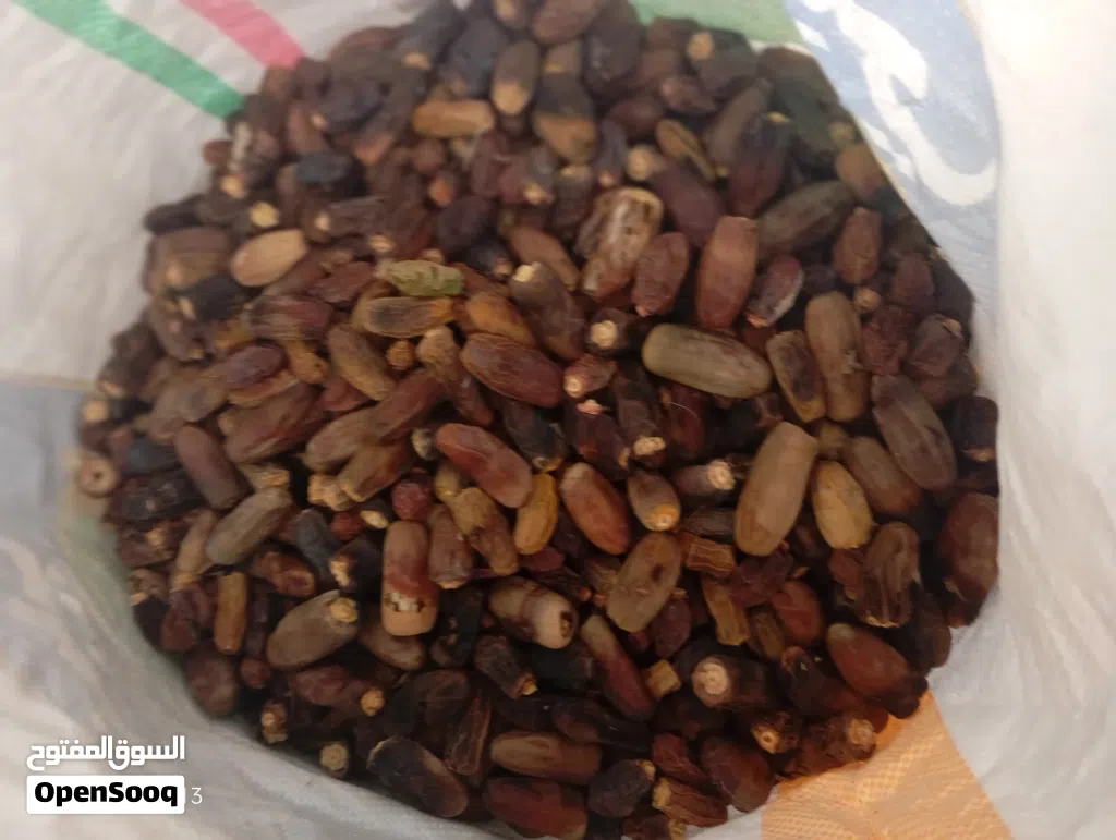 نفيعه نغال هالسنه جواني كبار