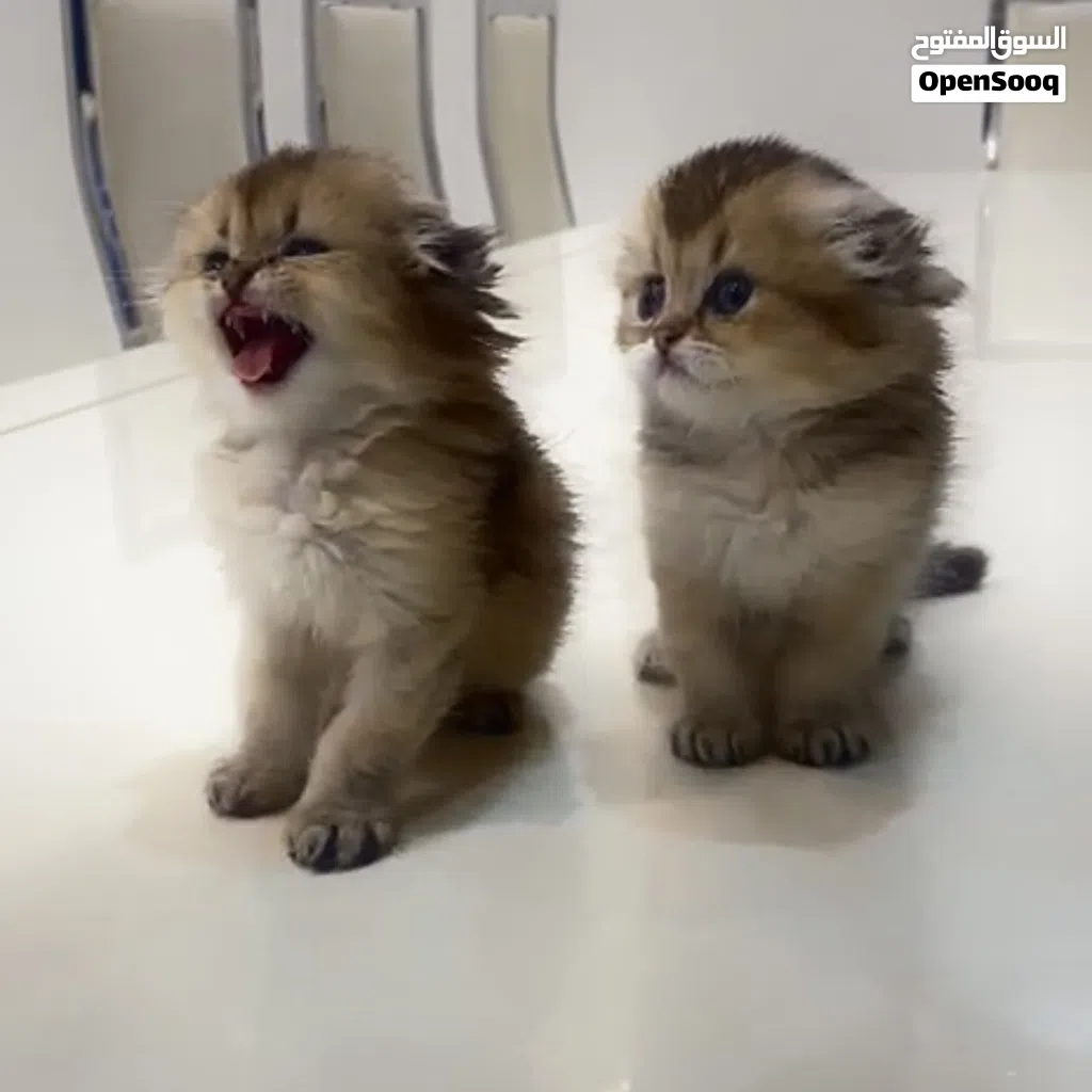 Scottish Fold Triple Fold Golden الوصف مهم جدا Longhair