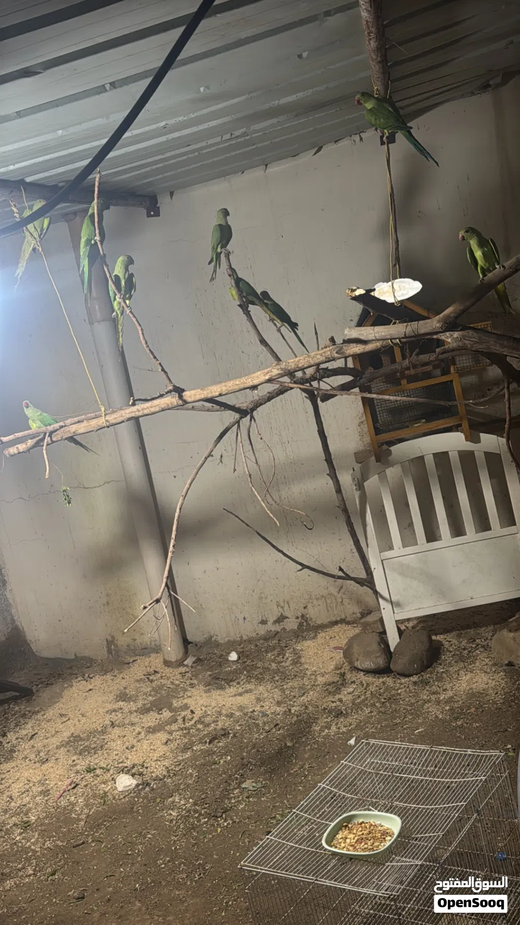 طيور متوه دره