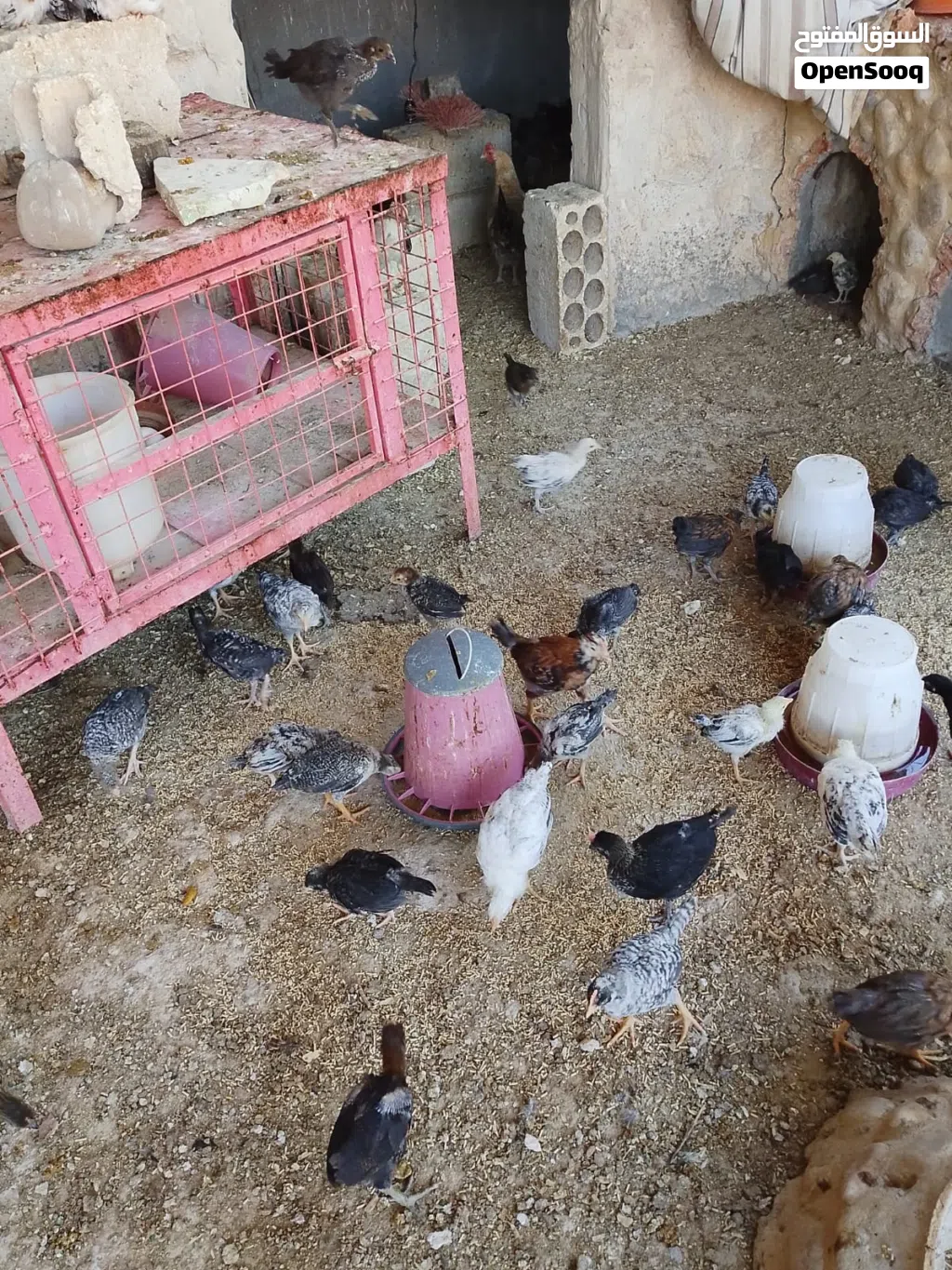ما شاء الله تبارك الله للبيع صيصان