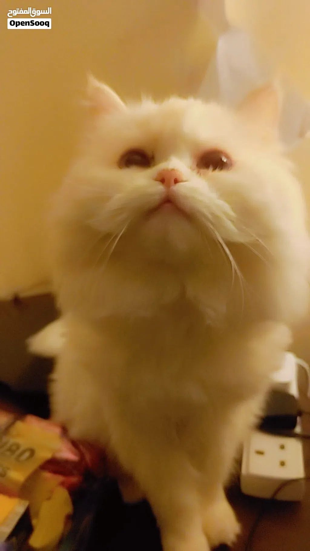 Premium Quality British & Himalayan Persian Cats Pair for Sale (with Pet Passports)