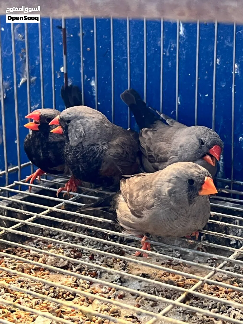 زيبرا شاركول
