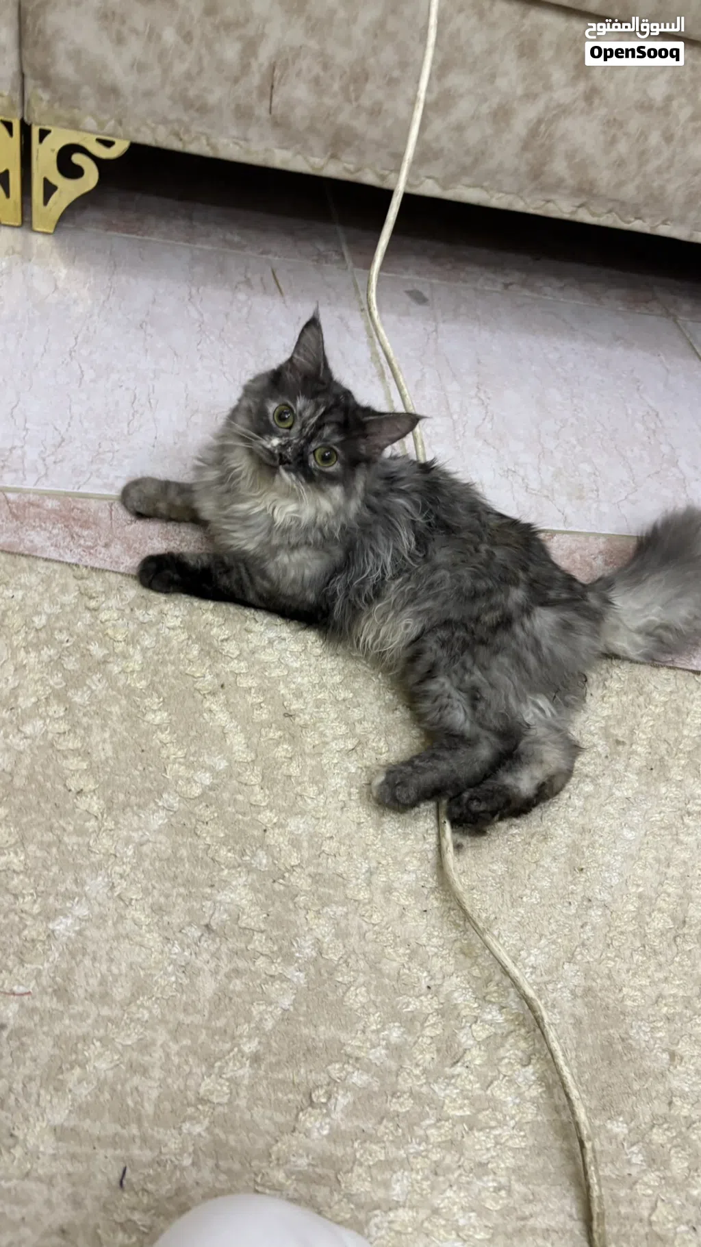 قطه انثي شرازي