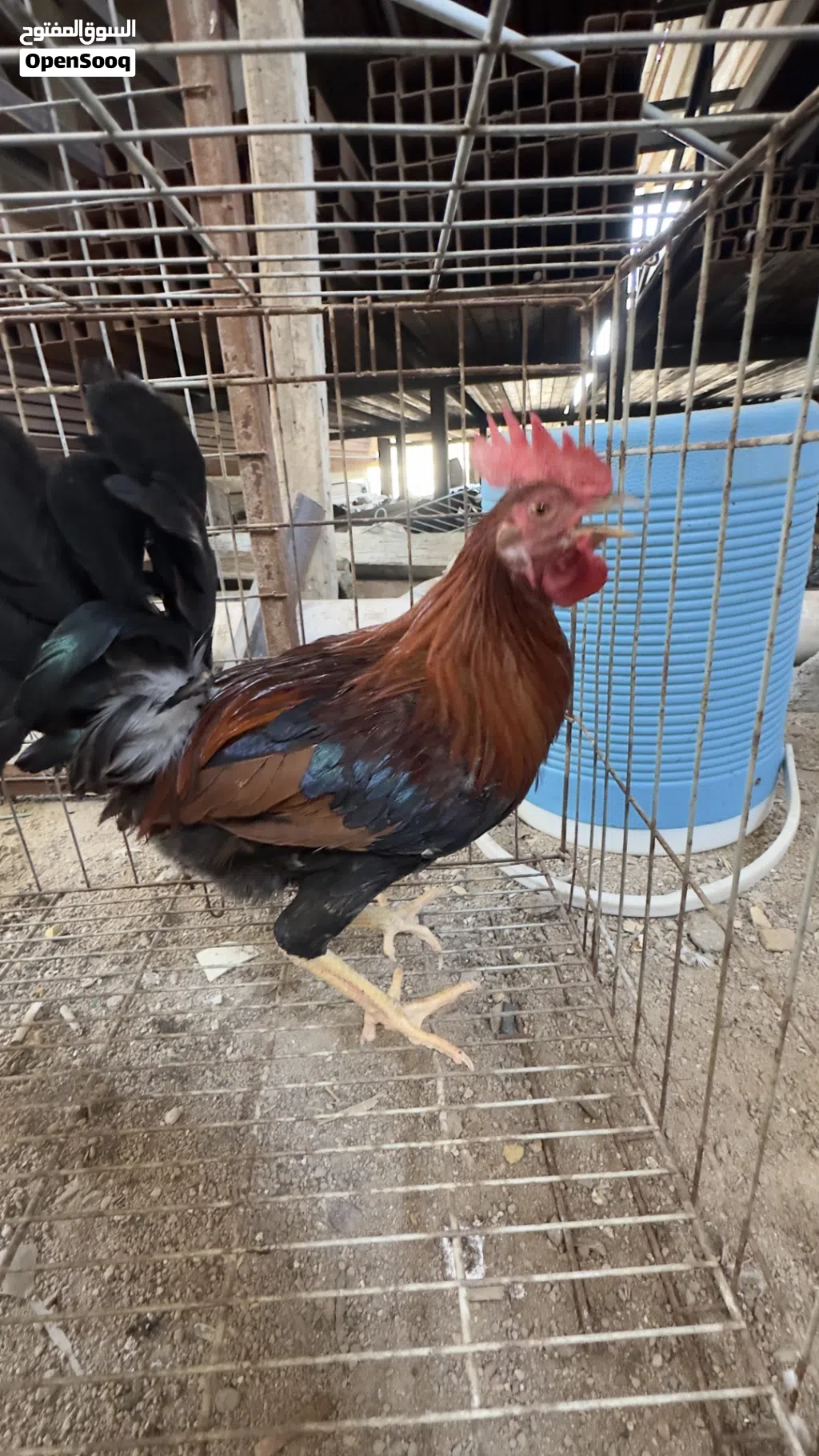 3ديوجه كويتيات شمسيات