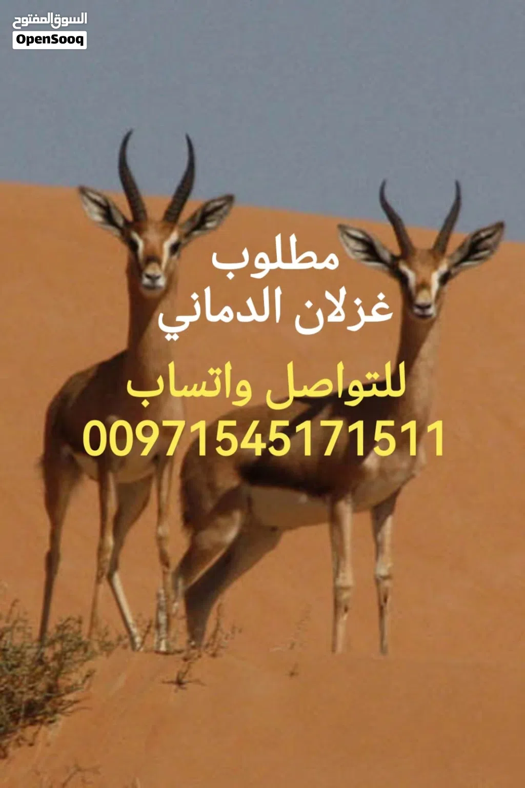 مطلوب غزلان الدماني العدد مفتوح