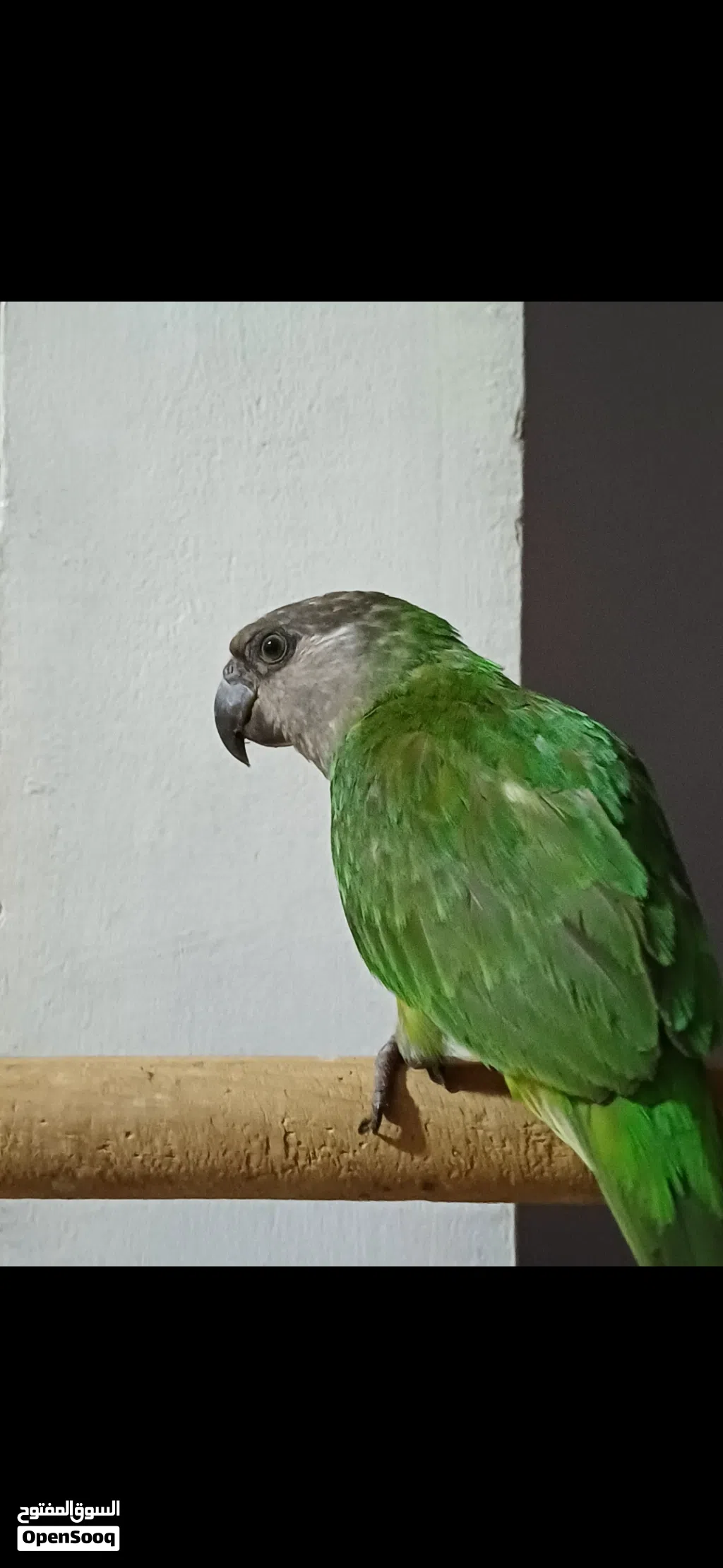 مطلوب ببغاء سنغالي بصحه جيدا
