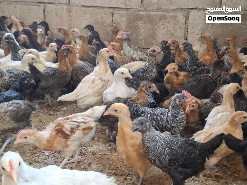 فراخ جاج بلدي صحه ونظافه ماخذات جميع المطاعيم
