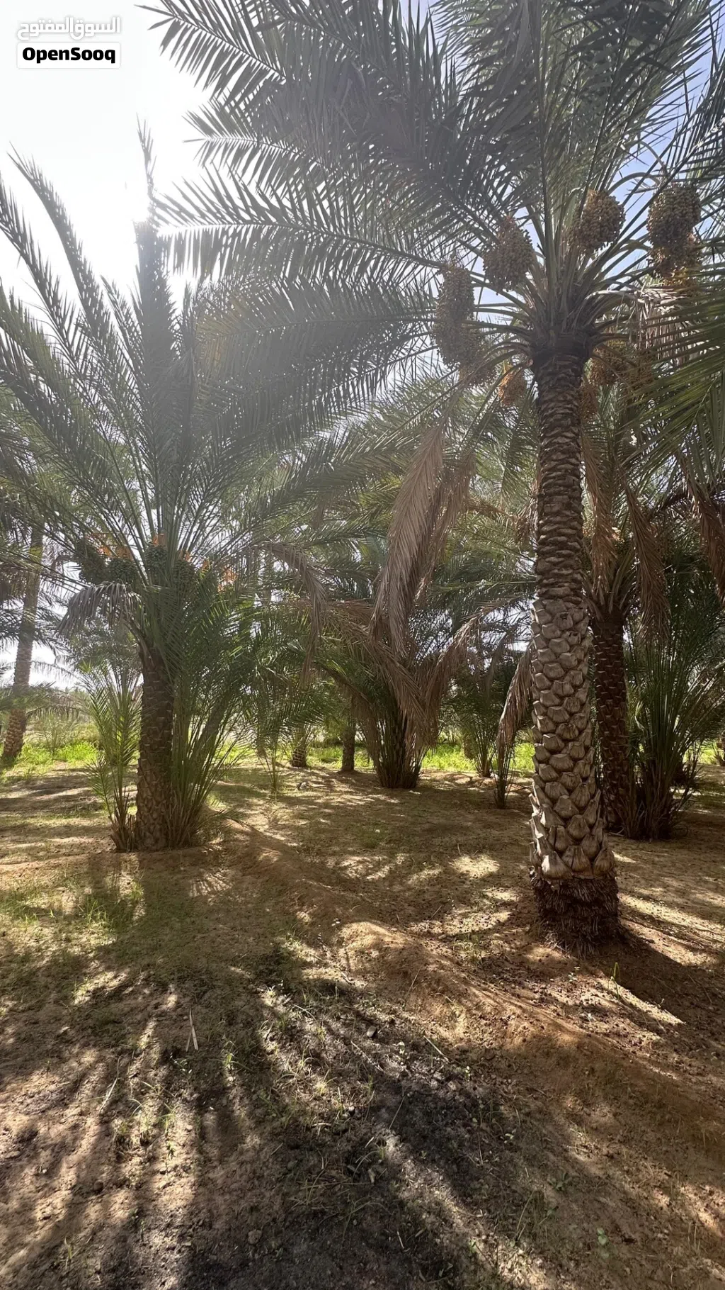للبيع نخل في جعلان بوحسن مريبي
