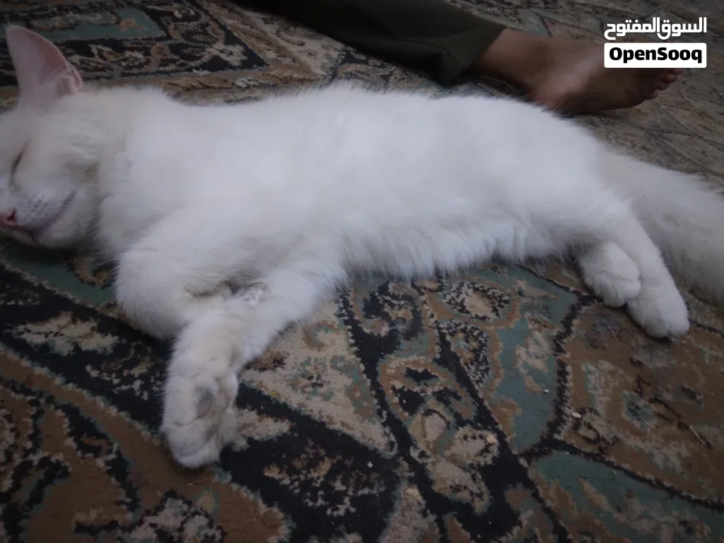 قطة لبيع انثى شيرازية العمر سنة