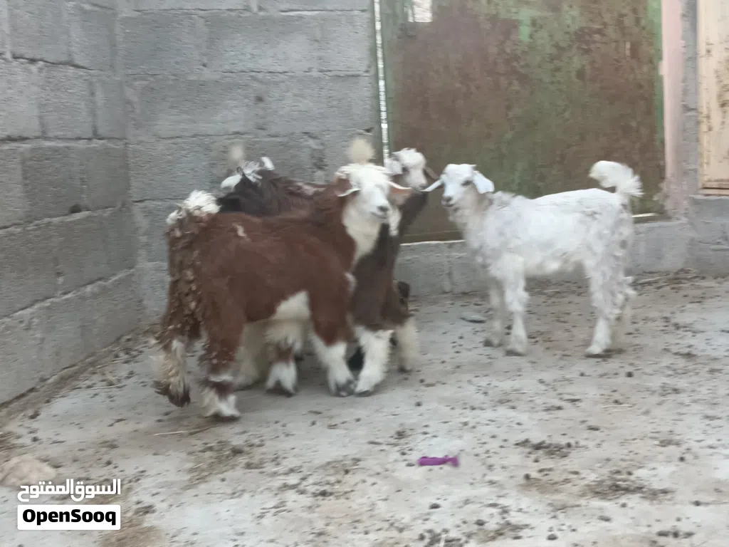 6 جدايا و3 صخلات حلال طيب للتربيه