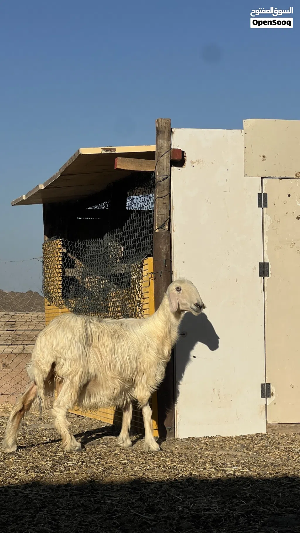 للبيع جاعده نجديه اصل