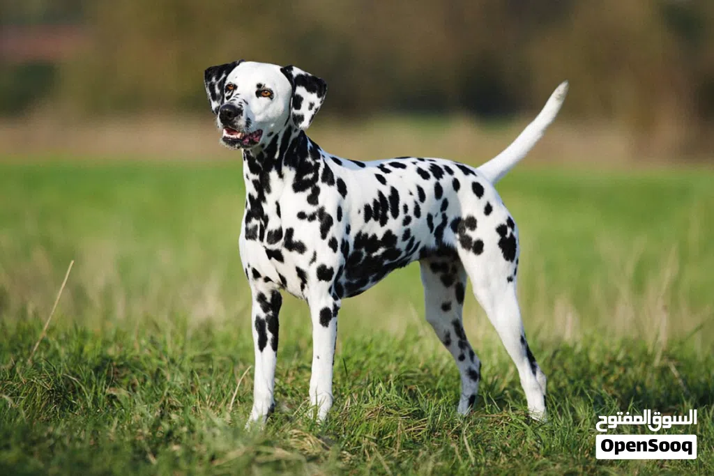 مطلوب أنثى دالماسي للتزاوج مطلوب أنثى من فصيلة Dalmatian (دالماسي)، بصحة ممتازة، ومكتملة التطعيمات،