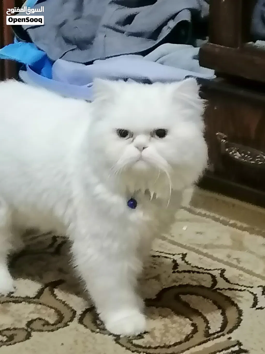 دكر مستوا عالي التبني