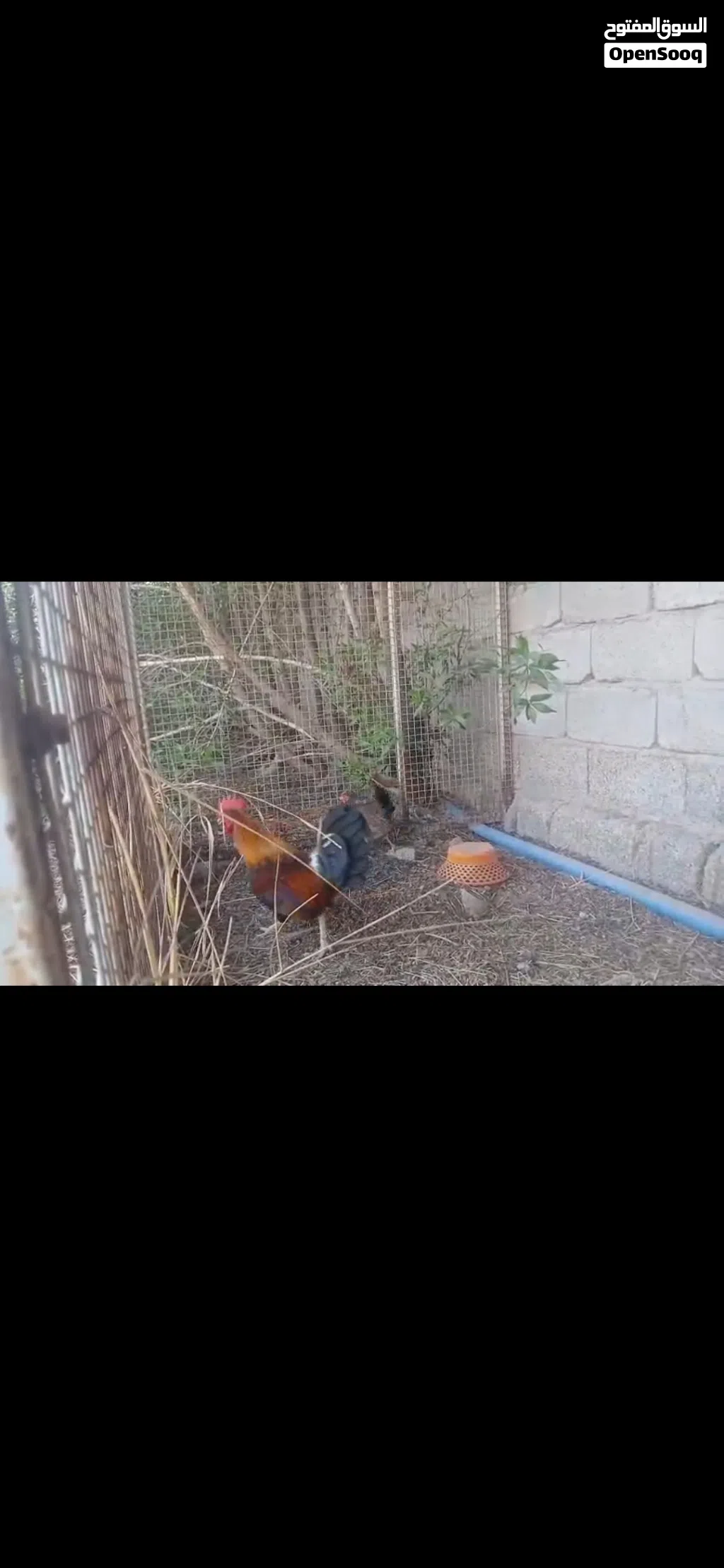 دجاج كويتي مع افراخ للبيع
