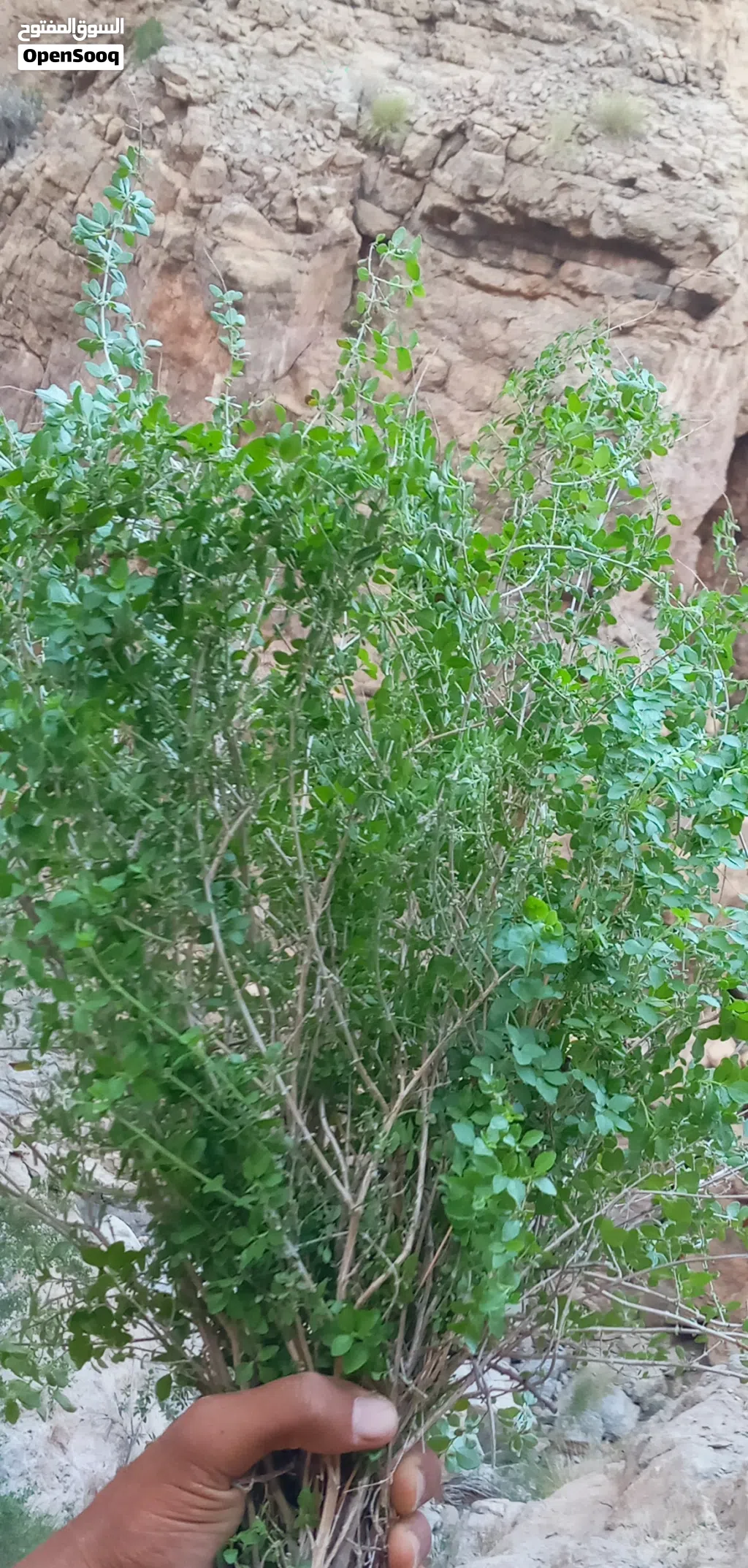 سعتر عماني جبلي