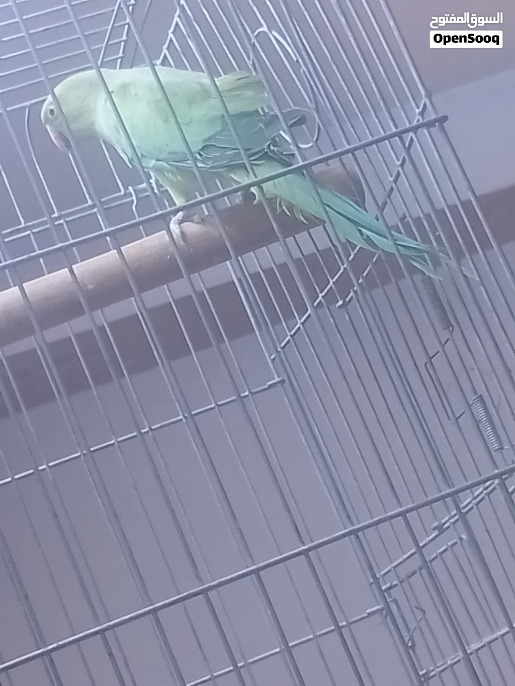 جوز دره جامبو