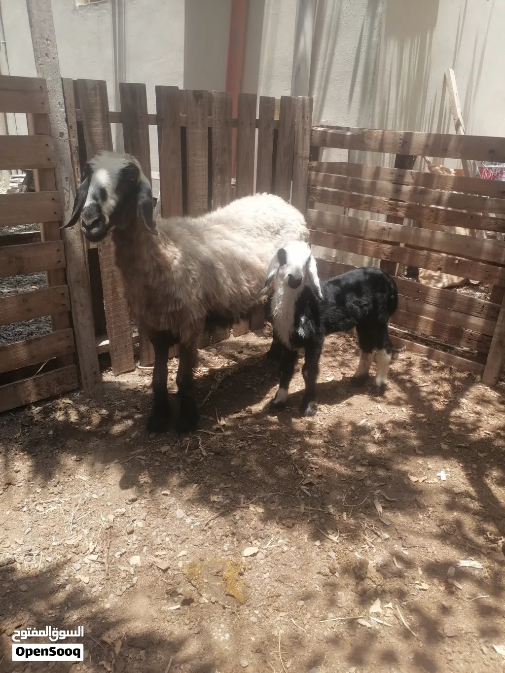 جاعده سودانيه اصل