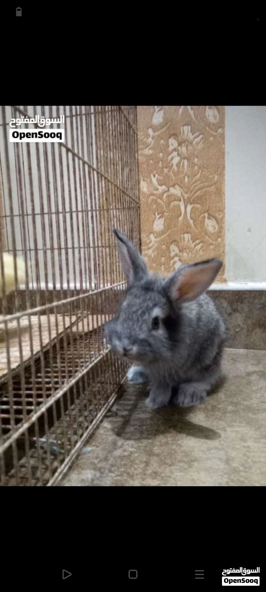 أرنب هولندي