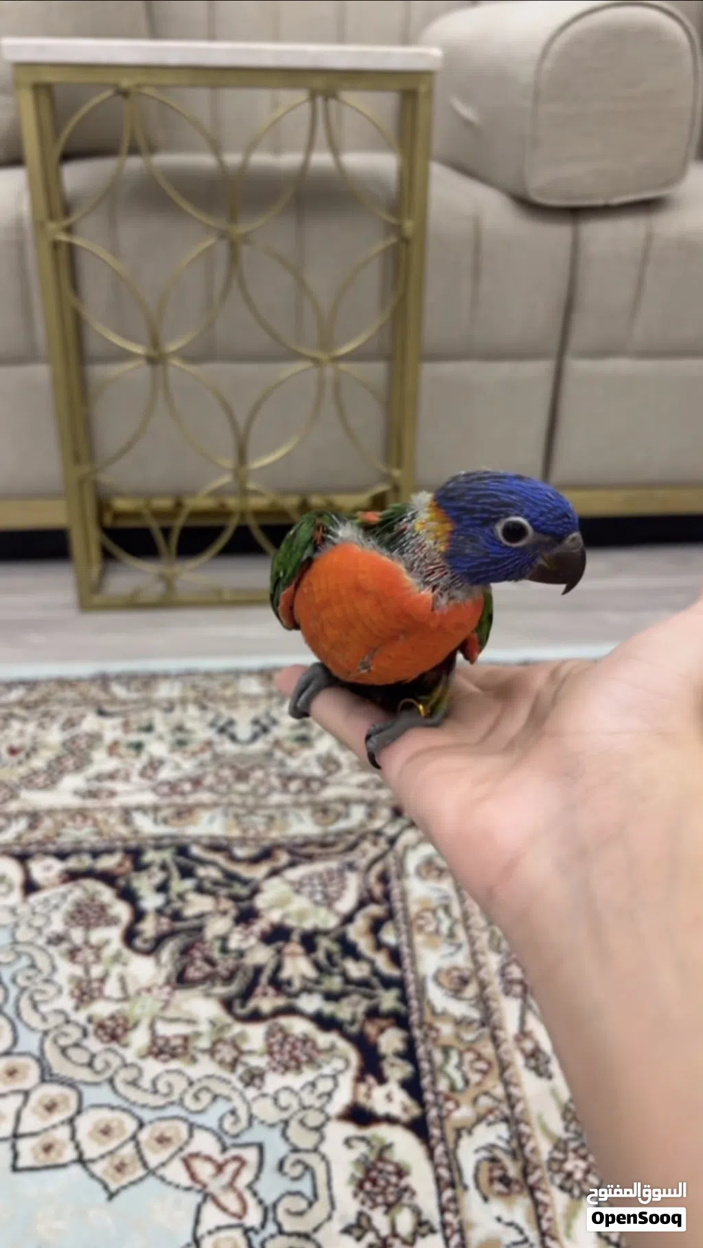 لوري رينبو