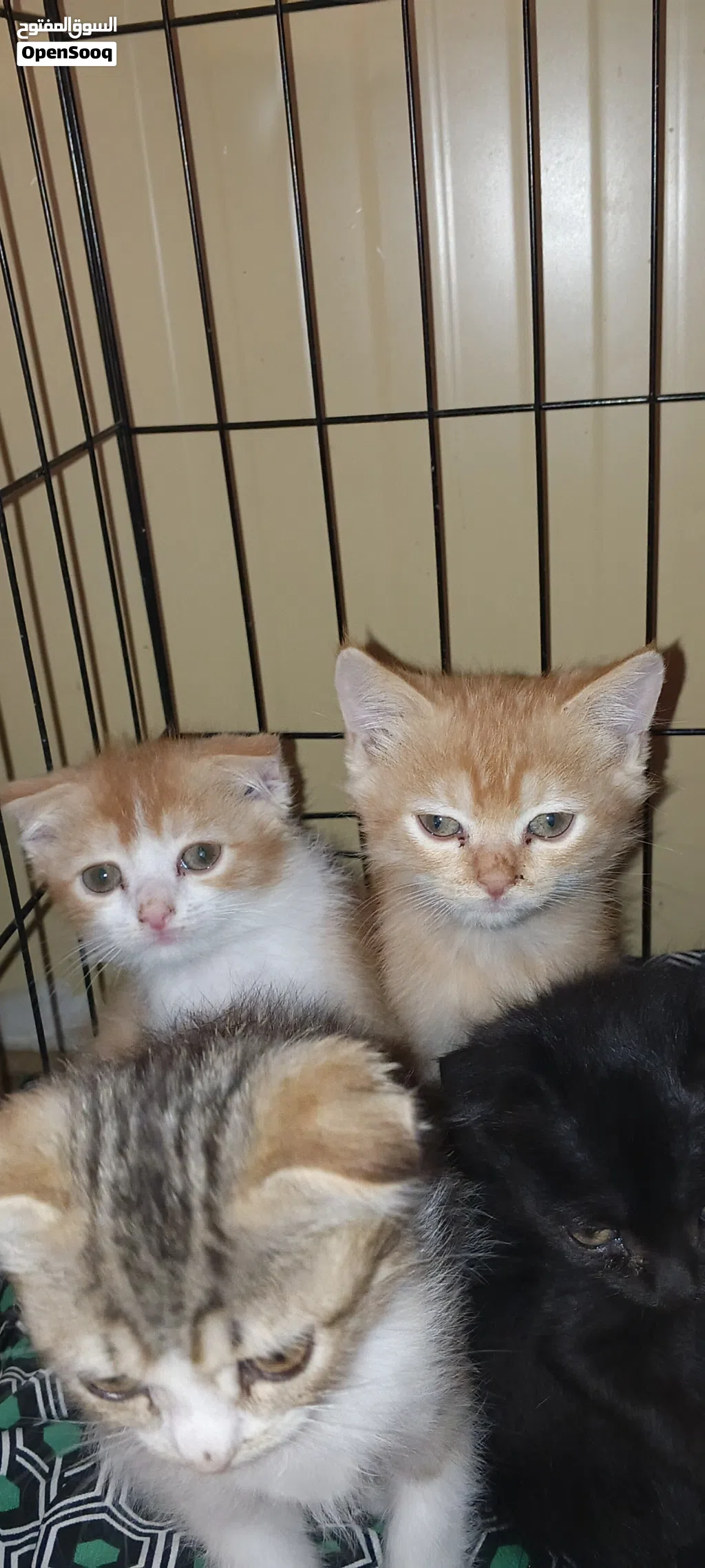 45 days old