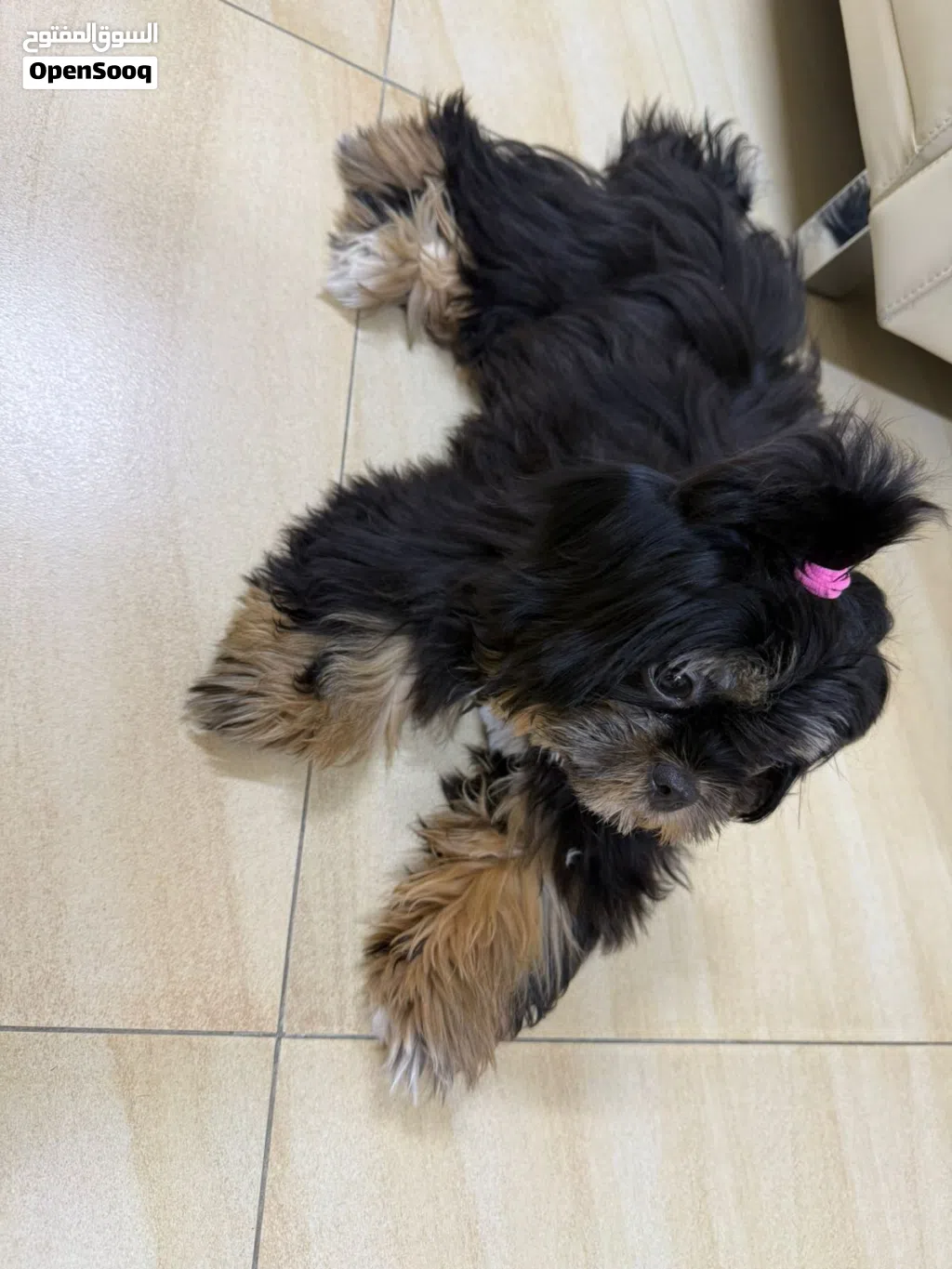 للبيع – شيتزو ذكر (Shih Tzu)