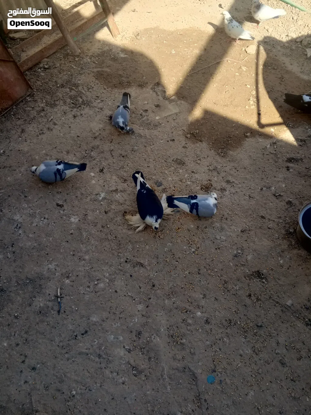طيور للبيع
