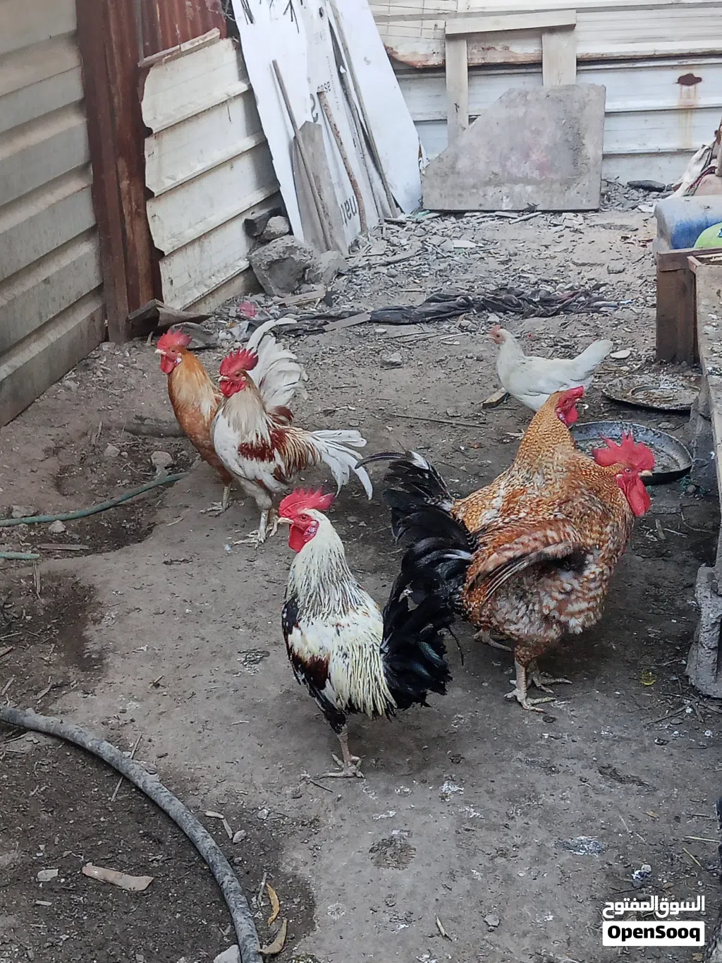 ديوجة بيت ربه ابو الخصيب البهادريه