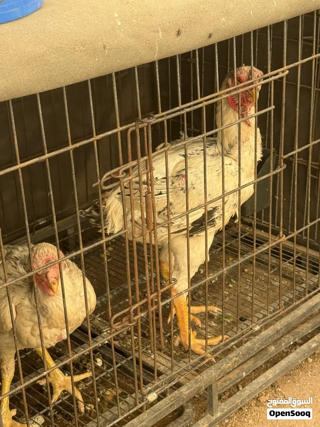 اربع دجاجات وديك فارسي