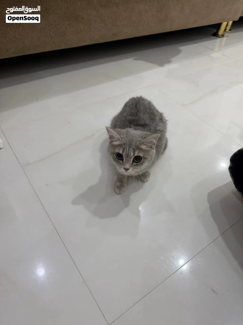 للبيع قطط أنثى فقط لبيع