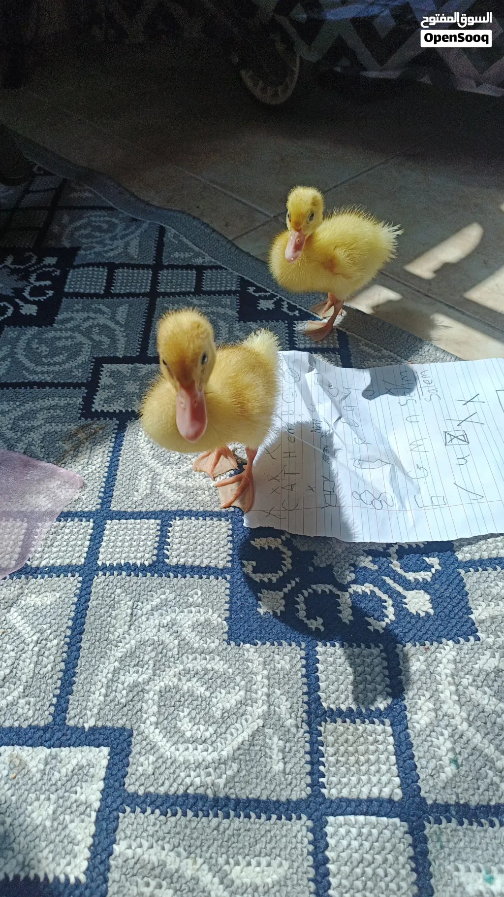 بط صغير للبيع