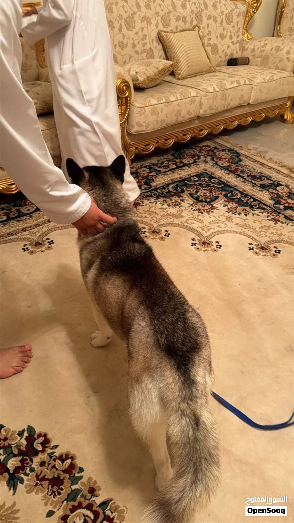 هسكي لعوب