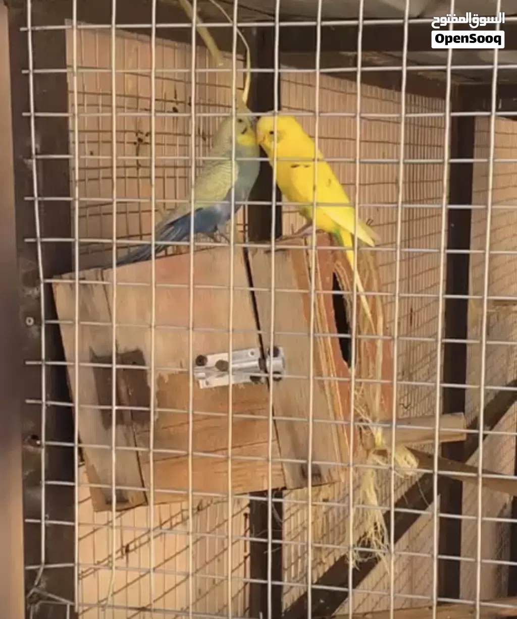 للبيع زوج بادجي