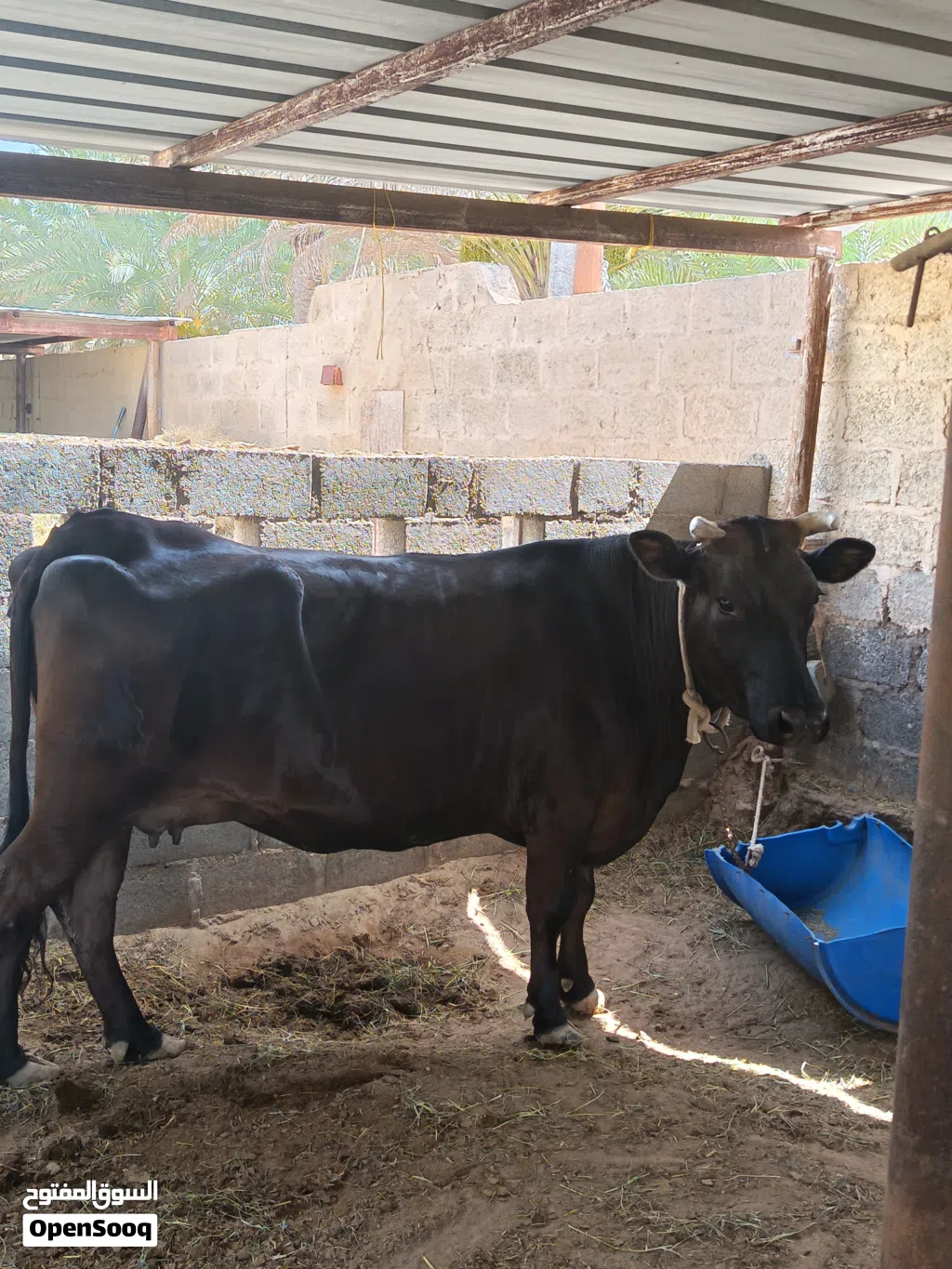 بقره جيرسيه