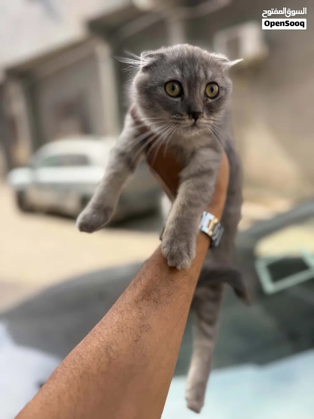 قط سكوتش عمرها شهرين ونص