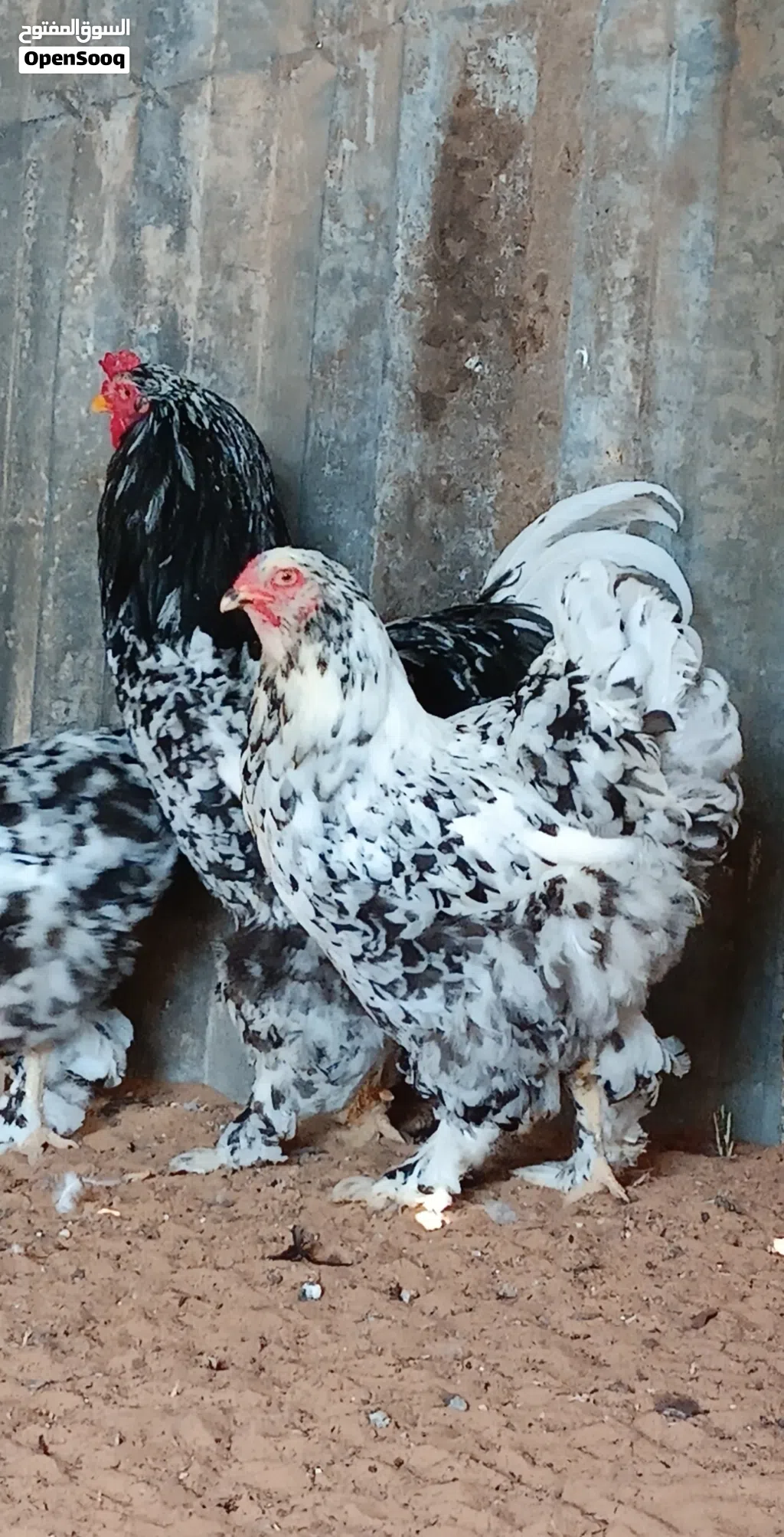 كوبية براهما فولى