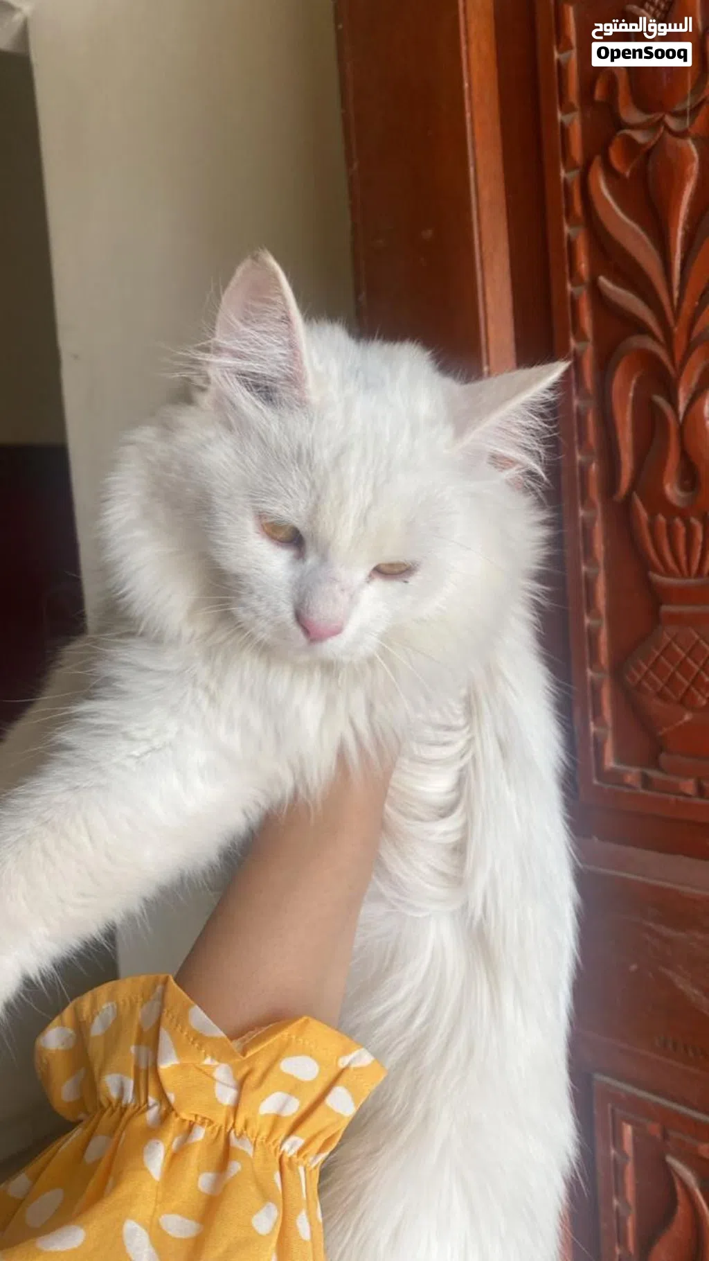 Cute Persian cat for sale