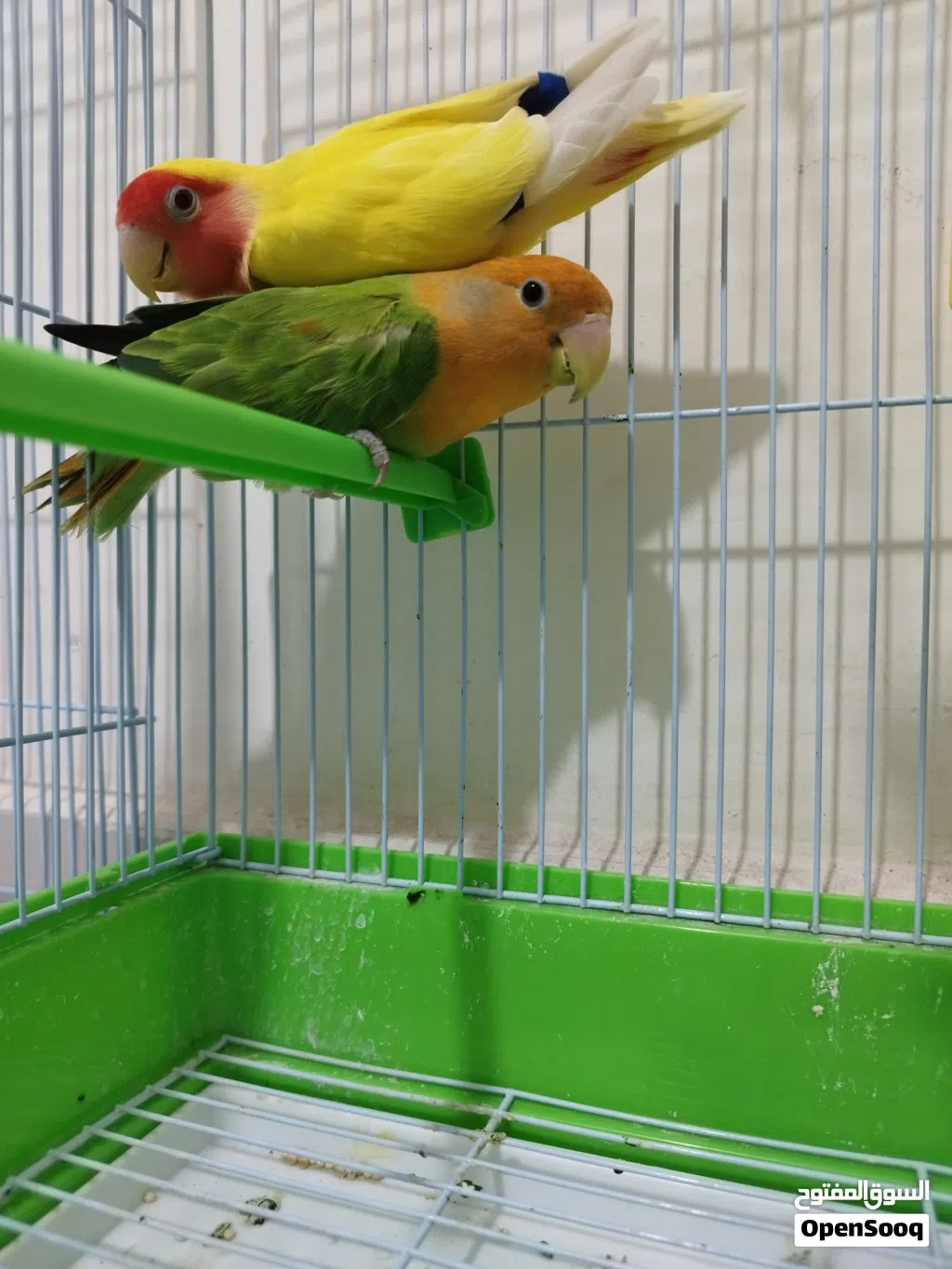 Peach Face Lovebird Pair Available Rosy Family