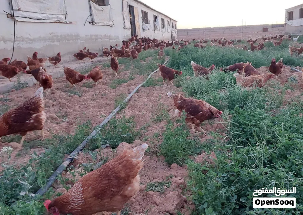 جاج احمر براون