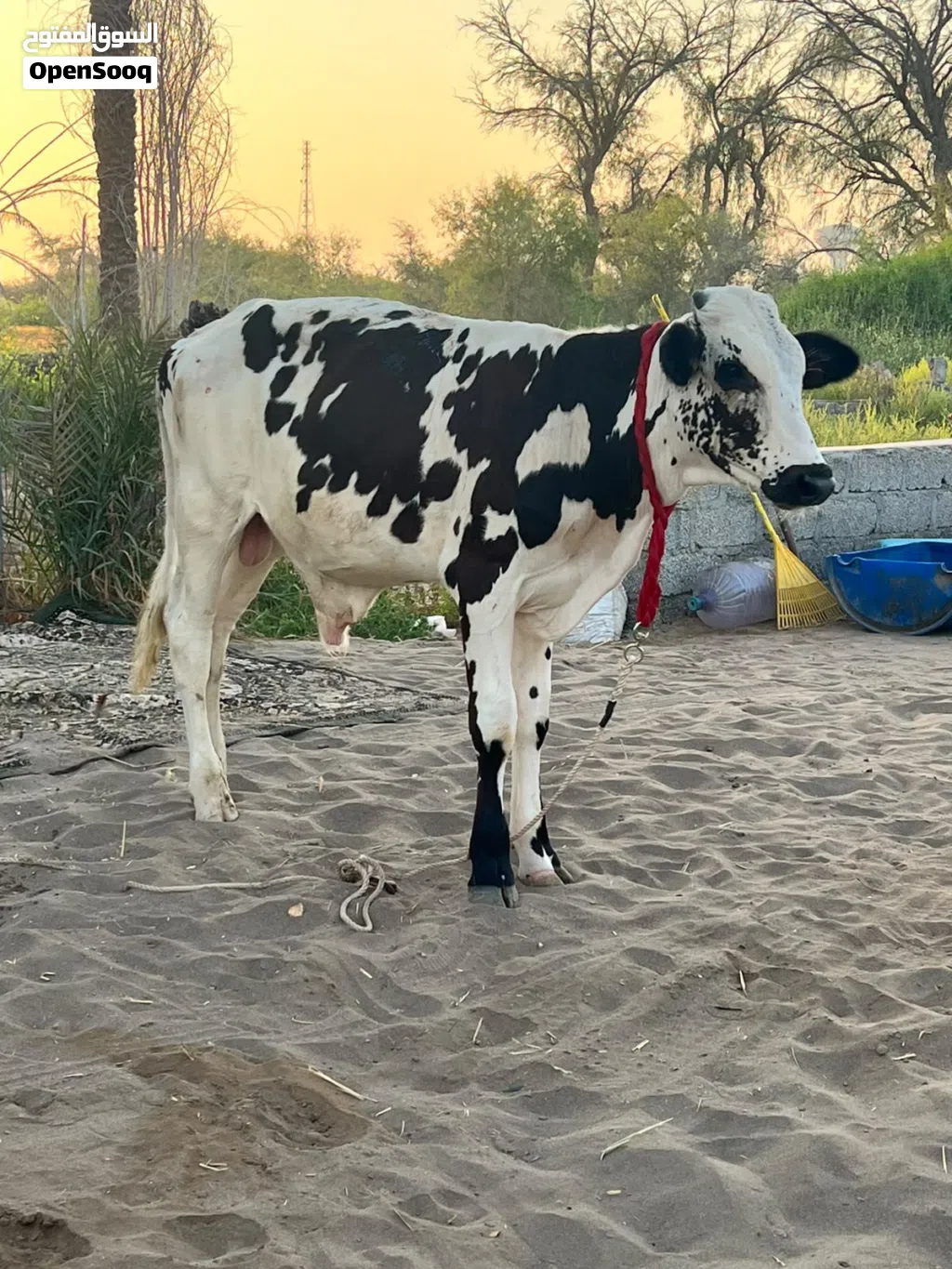 عجل للبيع اقراء الرصف