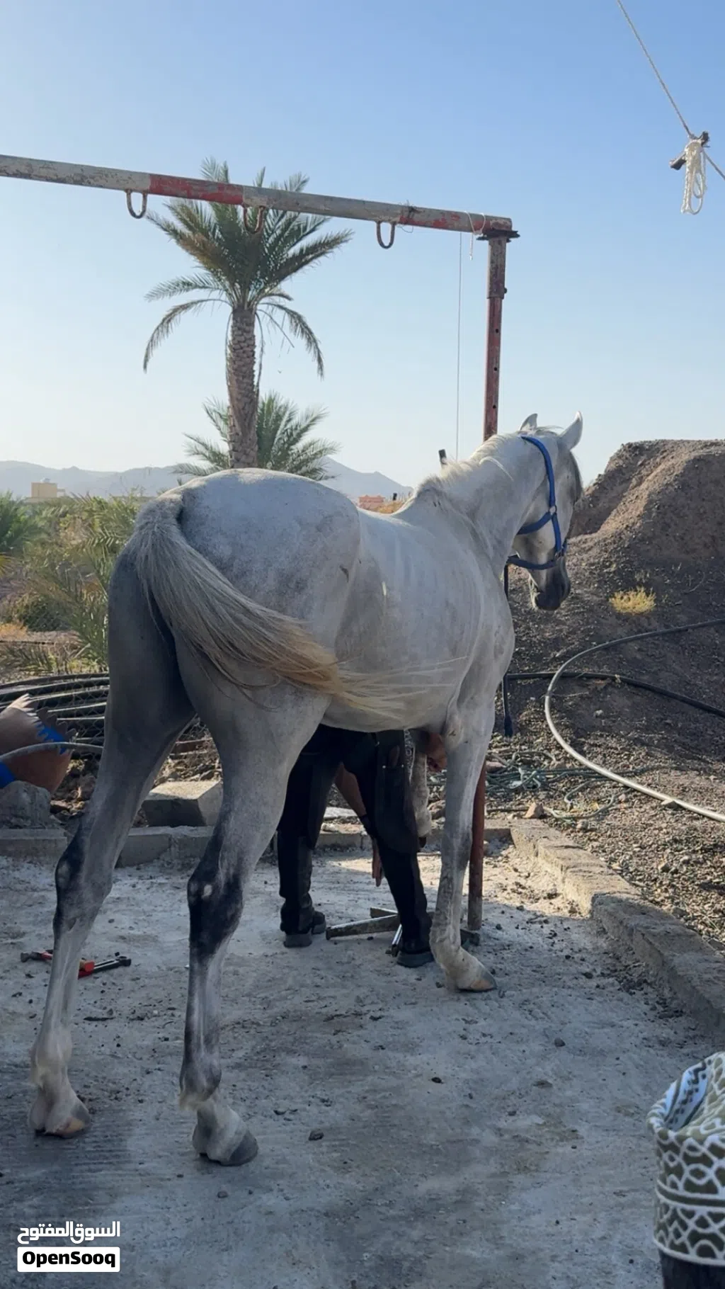 حصان عربي للبيع