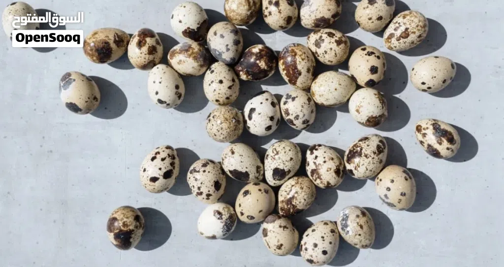 بيض سمان للبيع quail eggs for sale