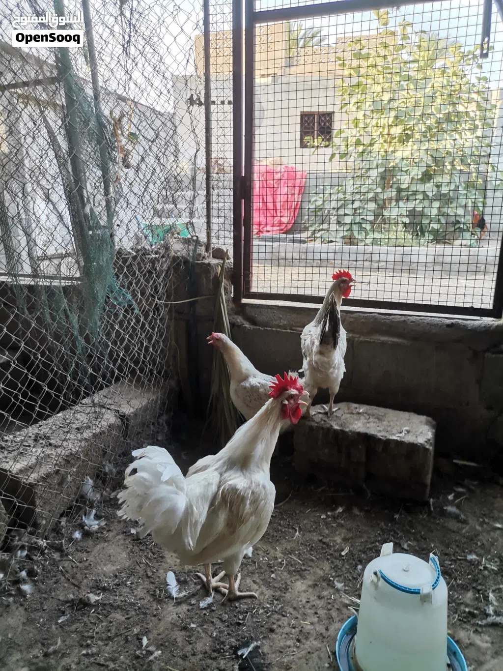 دجاج فرنسي