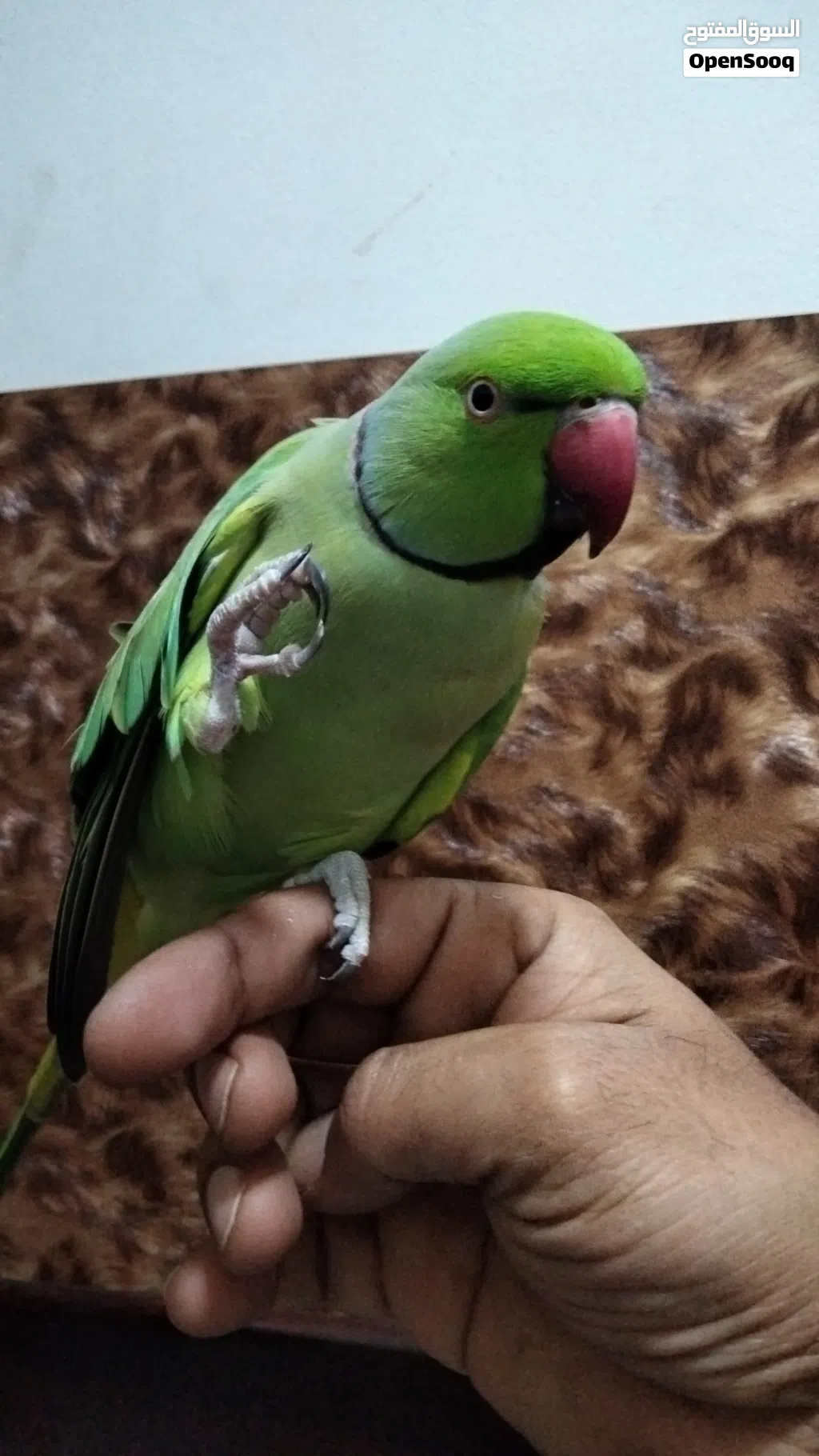 male parrot