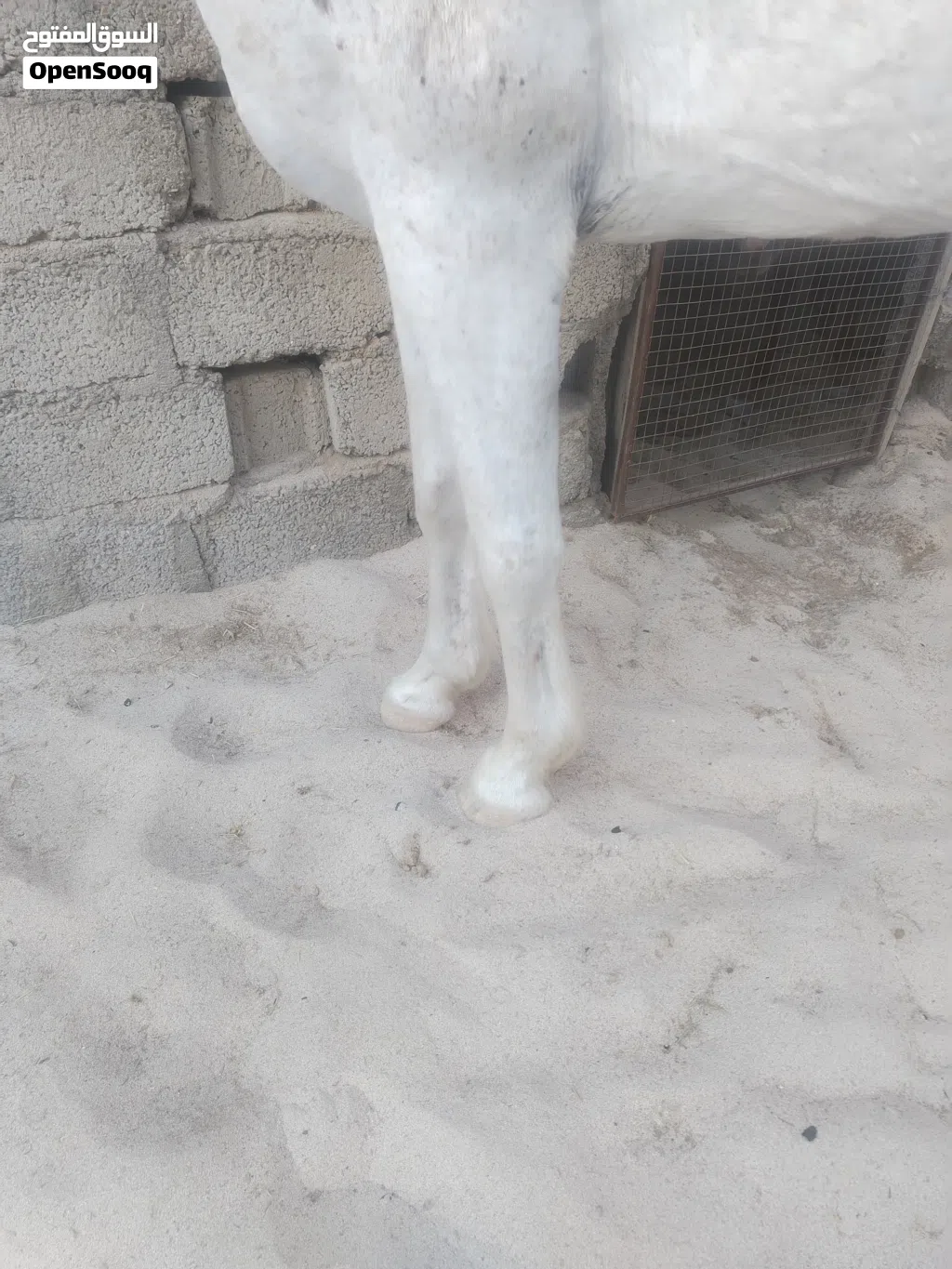 فرس مهجنه للبيع