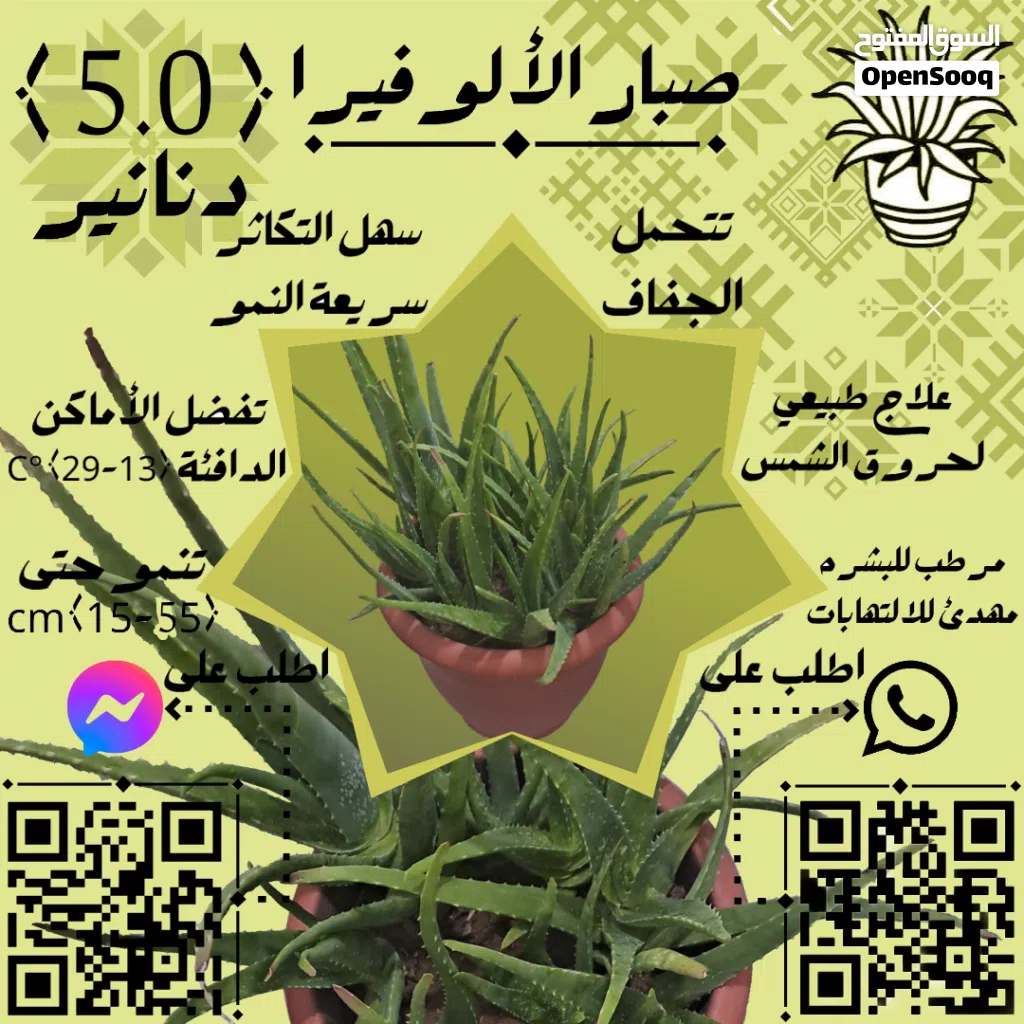 شتلة الألوفيرا (كبير 33cm)